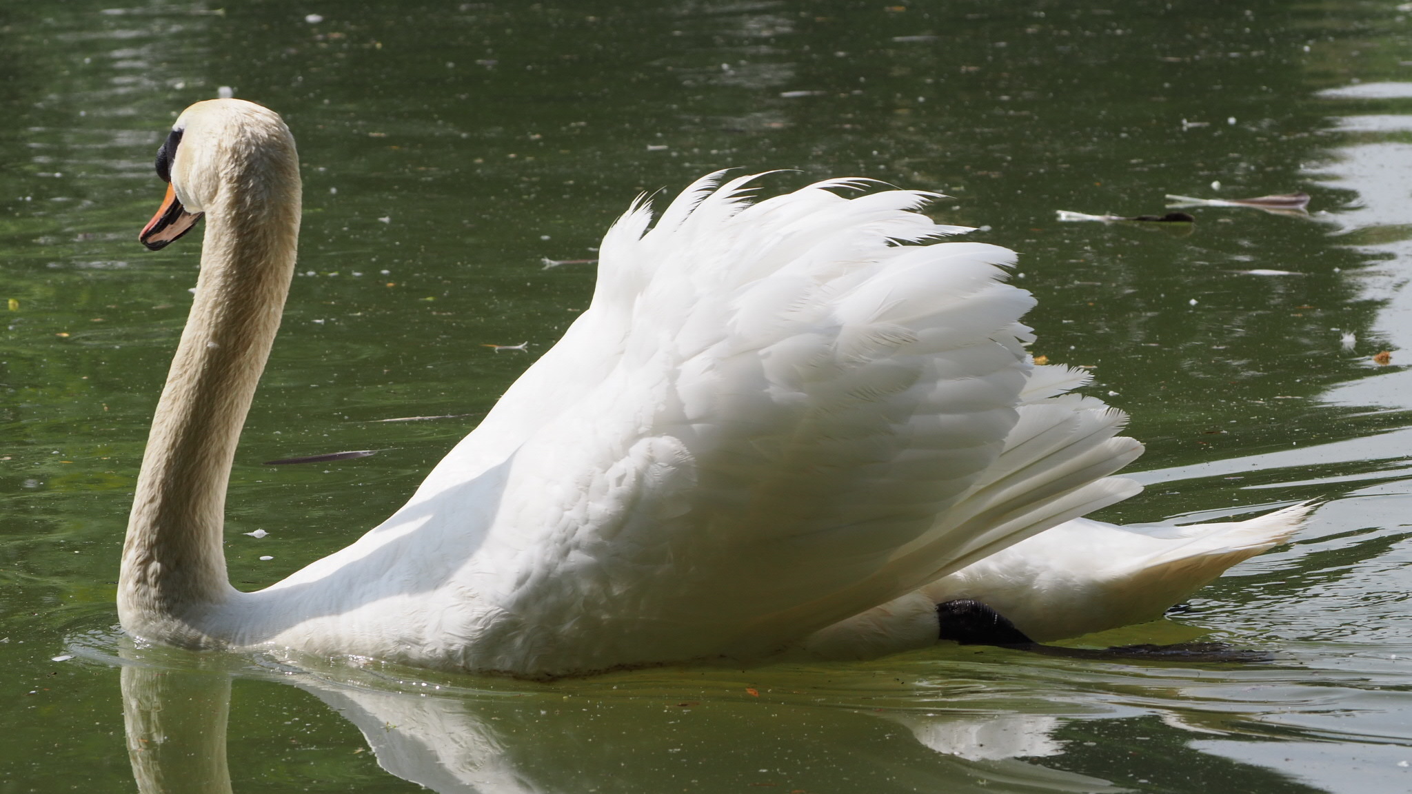 OLYMPUS DIGITAL CAMERA