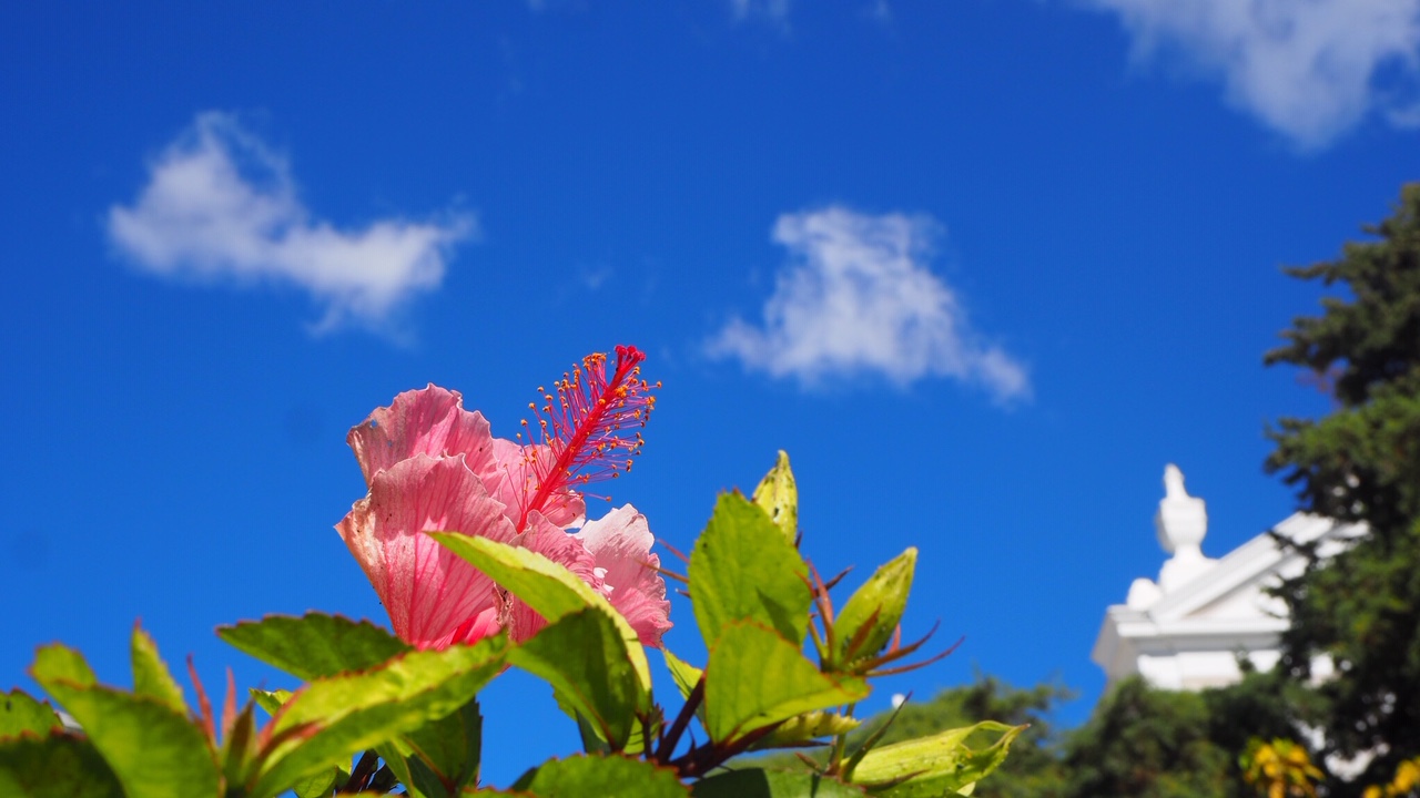 OLYMPUS DIGITAL CAMERA